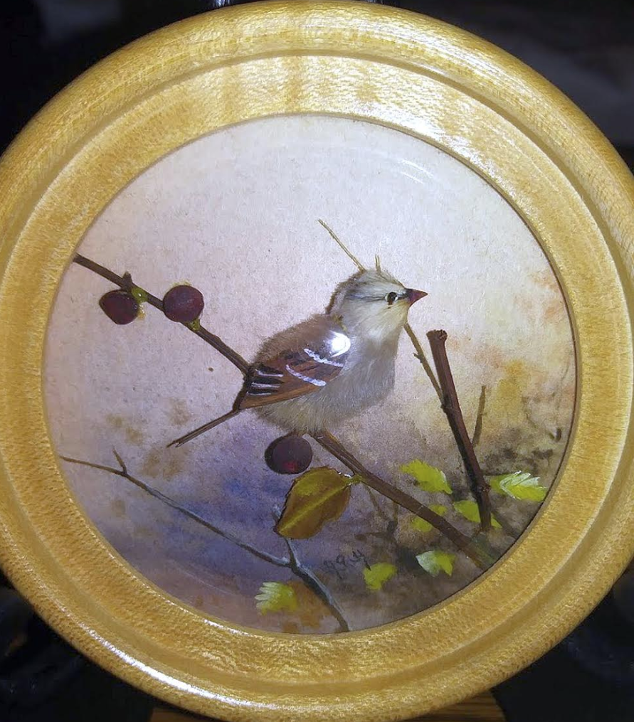 White Crowned Sparrow